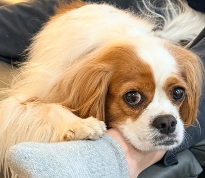 Dobby, a chestnut and white Cavalier King Charles Spaniel, resting his chin on an arm.