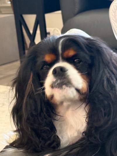 Ollie, a tricolor Cavalier King Charles Spaniel, looking up at the camera.